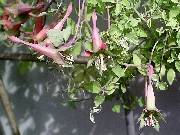 Tropioleum pentaphylum